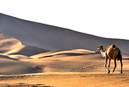 Dubaji sivatag